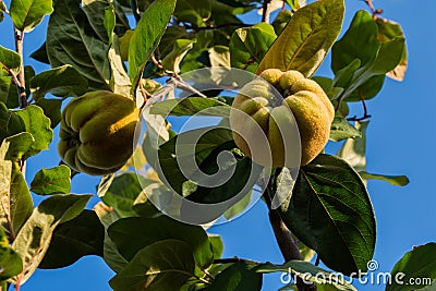 Quince Cydonia oblonga. Ripe fruit quinces on tree. Fruits on background sky. Stock Photo