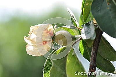 Quince flower with green fruit Stock Photo