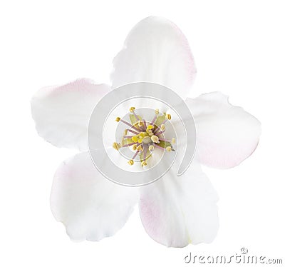 Quince flower isolated on white background. Ð¡lose-up Stock Photo