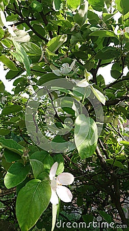 Quince flowers. Green leafs. Branches. Spring Stock Photo