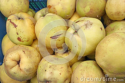 Quince. Fresh organic quince. Quince fruit background texture. Yellow quinces wallpaper. Healthy eating concept. Queen apple fruit Stock Photo