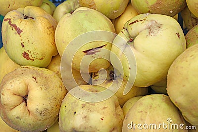 Quince. Fresh organic quince. Quince fruit background texture. Yellow quinces wallpaper. Healthy eating concept. Queen apple fruit Stock Photo