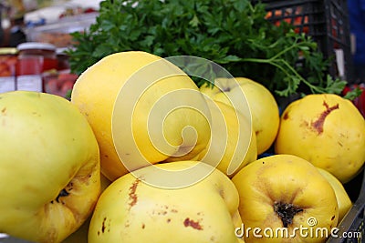 Quince. Fresh organic yellow quince background. Fruits pattern. Quince wallpaper. Healthy eating concept. Stock Photo