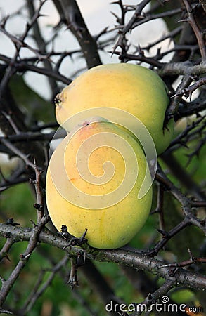 Quince fruit Stock Photo