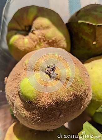 Quince fruit exposed to the sun Stock Photo