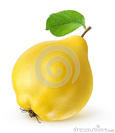 Quince Stock Photo