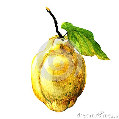 Quince fruit with leaf on white Stock Photo