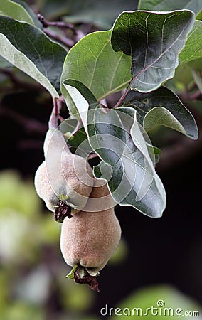 Quince fruit on the tree Stock Photo