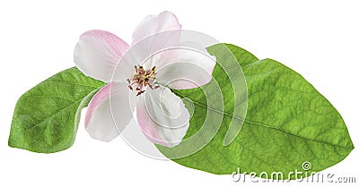 Quince or pear tree flower with green spring leaves isolated on white background with clipping path. Close-up, macro Stock Photo