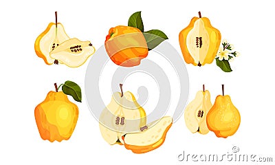 Quince Pome Fruit Whole and Halved Vector Set Vector Illustration
