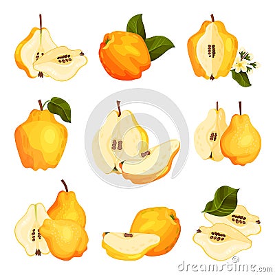 Quince Pome Fruit Whole and Halved Vector Set Vector Illustration