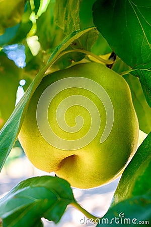 Quince. Ripe fruit on the tree. Harvest. Juicy fruit, ready to e Stock Photo