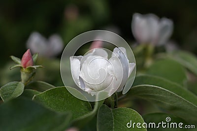 Quince Spring Blossom Close Up Stock Photo