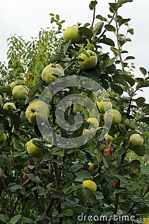 Quince tree Stock Photo