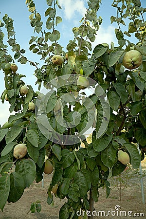 Quince tree Stock Photo