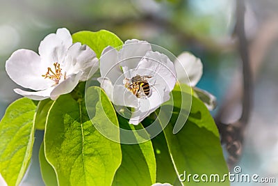 Quince tree in bloom bee collects nectar Stock Photo