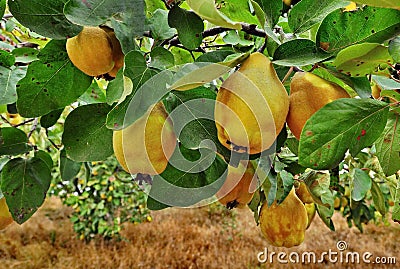 Quince tree Stock Photo