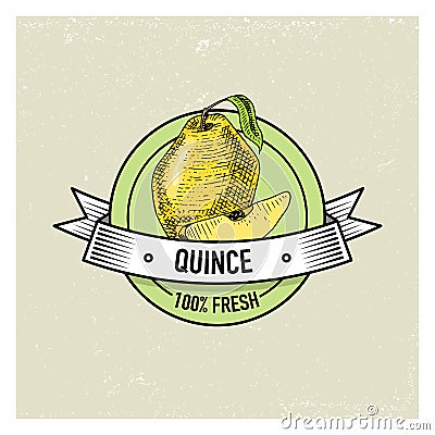 Quince Vintage, hand drawn fresh fruits background, summer plants, vegetarian and organic citrus and other, engraved. Vector Illustration