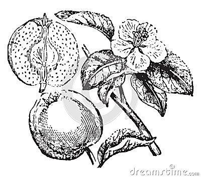 Quince vintage illustration Vector Illustration