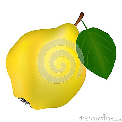 Quince on a white background. Vector Illustration