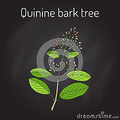 Quinine Bark Tree Cinchona officinalis , medicinal plant Vector Illustration