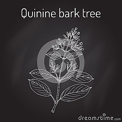 Quinine Bark Tree Cinchona officinalis , medicinal plant Vector Illustration