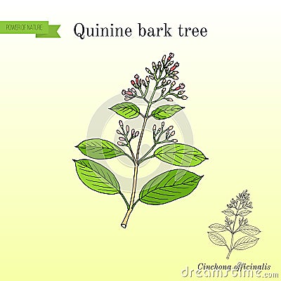 Quinine Bark Tree Cinchona officinalis , medicinal plant Vector Illustration