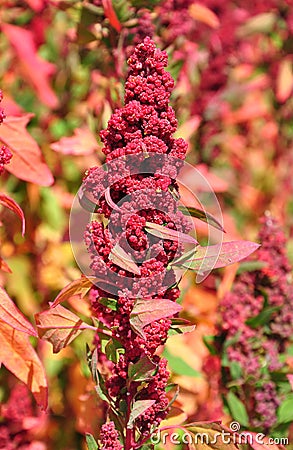 Quinoa (Chenopodium quinoa) Stock Photo