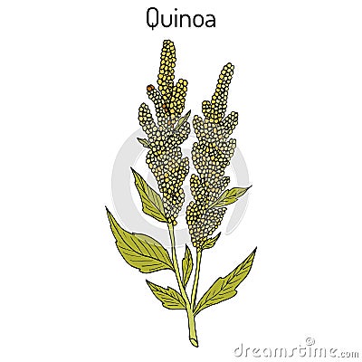 Quinoa Chenopodium quinoa superfood, healthy plant Vector Illustration