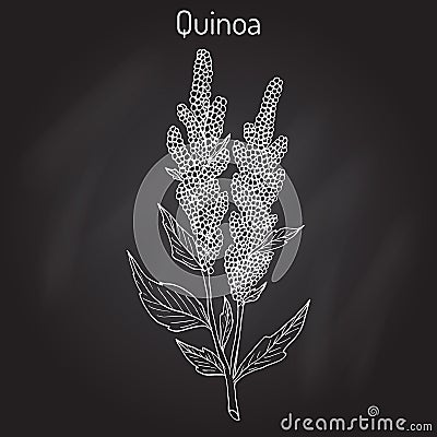 Quinoa Chenopodium quinoa superfood, healthy plant Vector Illustration