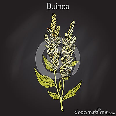 Quinoa Chenopodium quinoa superfood, healthy plant Vector Illustration