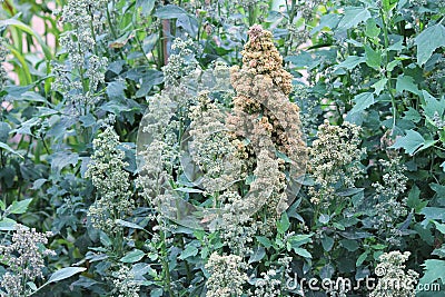 Quinoa crop grows at farm stock, photo, photograph, image, picture Stock Photo
