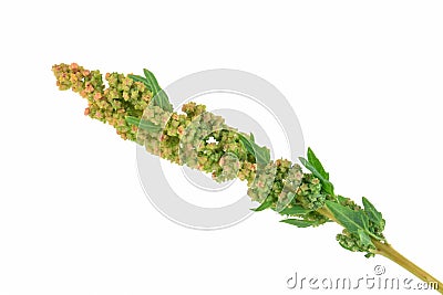 Quinoa Stock Photo