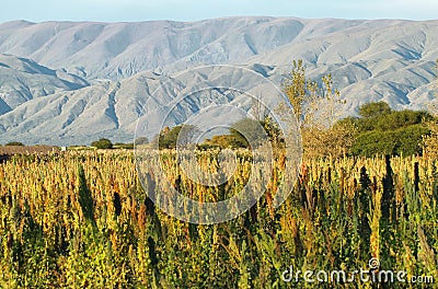 Quinoa plantation (Chenopodium quinoa) Stock Photo