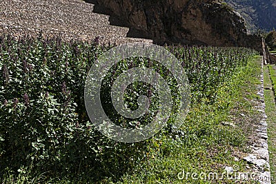 Quinoa plantation in Peru Stock Photo