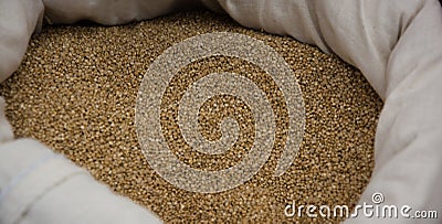 Quinoa seed. Chennopodium quinoa plant. Stock Photo