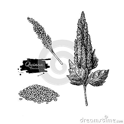 Quinoa vector superfood drawing. Isolated hand drawn Vector Illustration