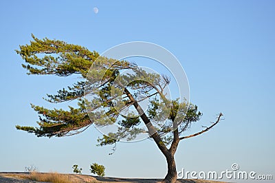 Quintessential Windswept Pine on Georgian Bay Stock Photo