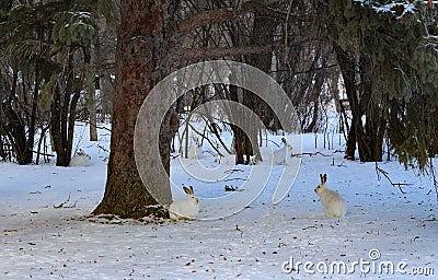 Quintet Prairie Hares winter white coat Stock Photo