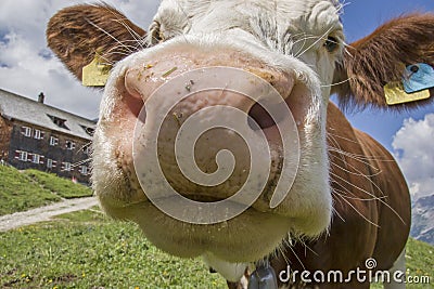 Quirky detail view of a cow Stock Photo