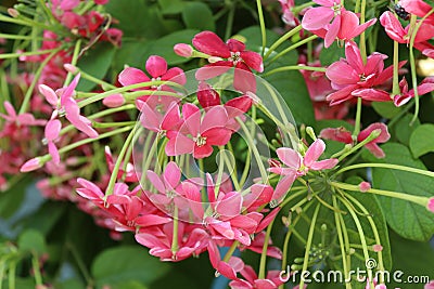 Quisqualis indica flowers blooming on green leaves branches hanging on tree closeup in the garden. Stock Photo