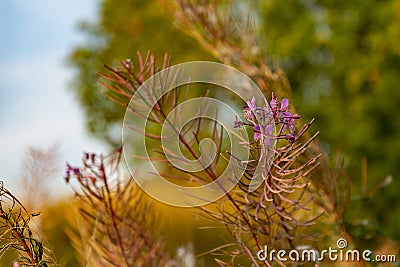 Colorful flowers and leaves, autumn colors Stock Photo
