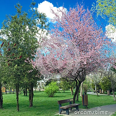 Quite park bench under flowering cherry tree Stock Photo