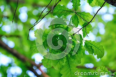 Oak tree, green foliage, soft light Stock Photo