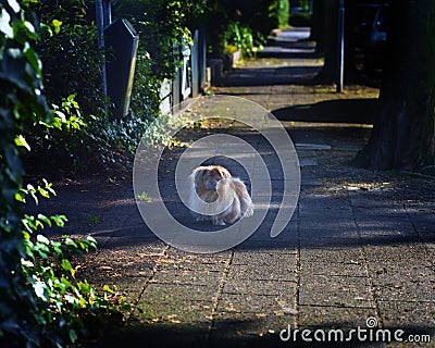 quite sidewalk and a small dog walking in Amstelveen Netherland Stock Photo