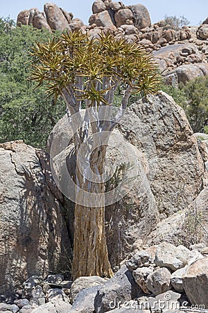 Quiver tree and Dolerite boulders, near Hobas, Namibia Stock Photo