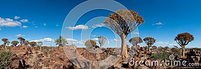 Quiver-tree forest (Aloe dichotoma) Stock Photo