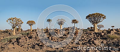 Quiver Tree Forest Namibia Southern Africa Stock Photo