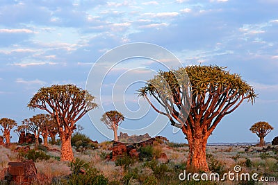 Quiver tree landscape, Namibia Stock Photo