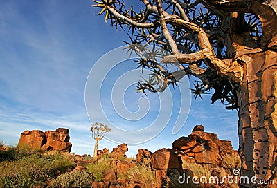 Quiver tree landscape, Namibia Stock Photo